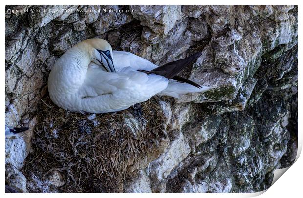 Northern Gannet Print by keith sayer