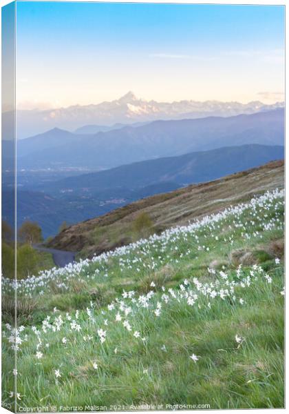 Daffodils Hill Monviso in the background Canvas Print by Fabrizio Malisan