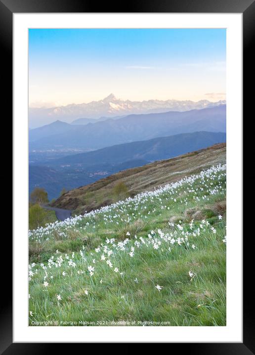 Daffodils Hill Monviso in the background Framed Mounted Print by Fabrizio Malisan