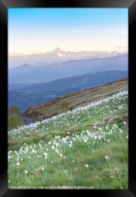 Daffodils Hill Monviso in the background Framed Print by Fabrizio Malisan