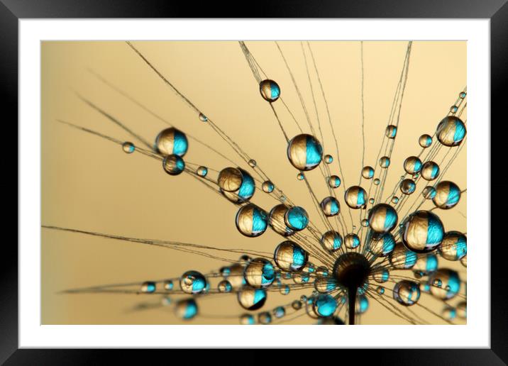 Copper Dandy Drops Framed Mounted Print by Sharon Johnstone