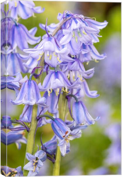 Bluebells May 21 Canvas Print by David Hare
