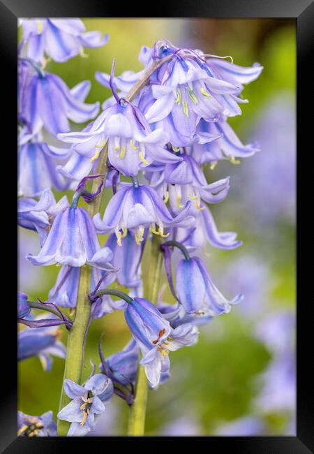Bluebells May 21 Framed Print by David Hare