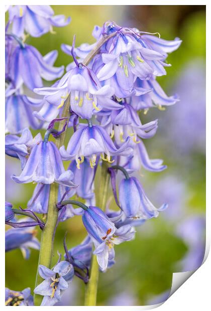 Bluebells May 21 Print by David Hare