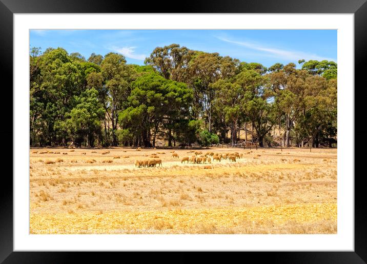 Flock of sheeps - Mintaro Framed Mounted Print by Laszlo Konya