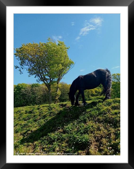 Horse in the Meadow  Framed Mounted Print by Mark Ritson