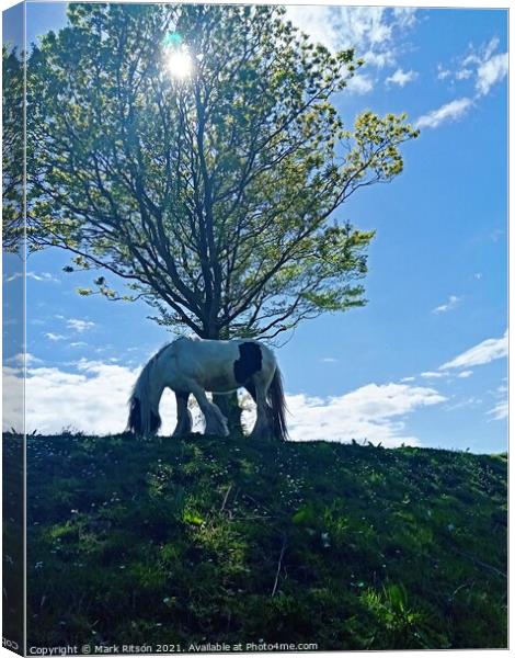 Horse grazing in the shadow of a meadow tree. Canvas Print by Mark Ritson