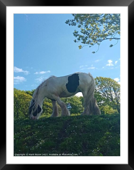 A horse grazing in a green Meadow  Framed Mounted Print by Mark Ritson