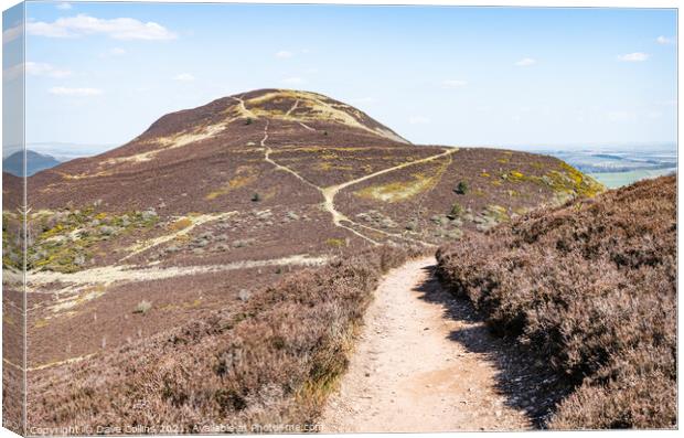 West Side Path up Eildon Hill North, Scottish Borders, UK Canvas Print by Dave Collins