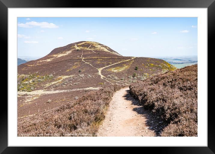 West Side Path up Eildon Hill North, Scottish Borders, UK Framed Mounted Print by Dave Collins