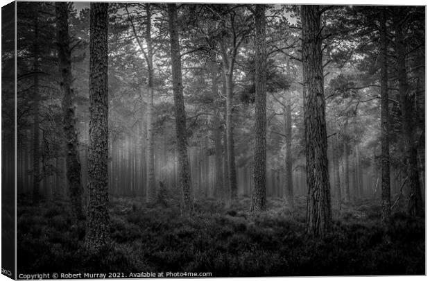 Morning Forest Monochrome Canvas Print by Robert Murray