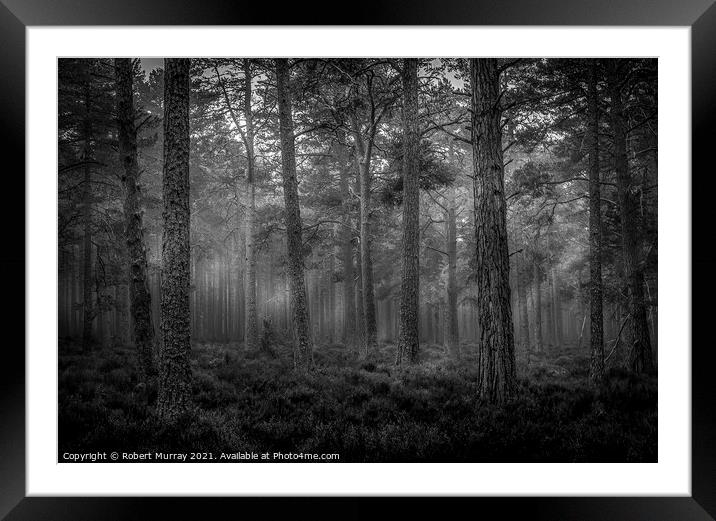 Morning Forest Monochrome Framed Mounted Print by Robert Murray