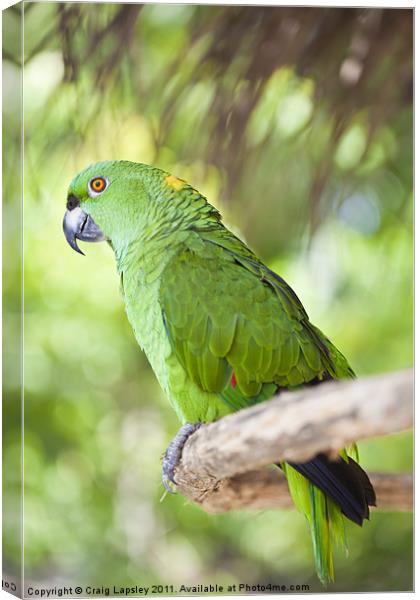 Yellow-naped Parrot Canvas Print by Craig Lapsley