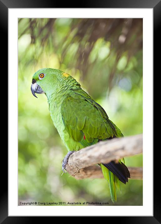Yellow-naped Parrot Framed Mounted Print by Craig Lapsley