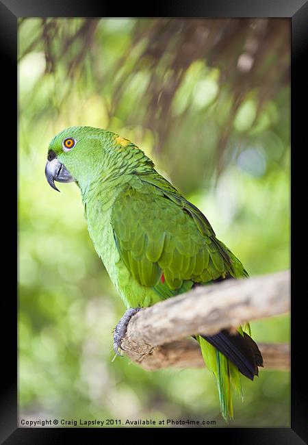 Yellow-naped Parrot Framed Print by Craig Lapsley