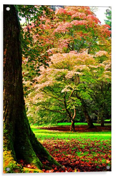 Autumn Acer Tree Westonbirt Arboretum Cotswolds Acrylic by Andy Evans Photos