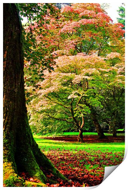 Autumn Acer Tree Westonbirt Arboretum Cotswolds Print by Andy Evans Photos