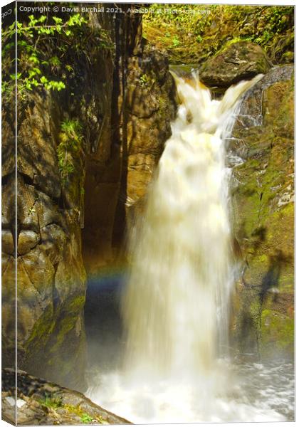 Hollybush Spout waterfall at Ingleton in the Yorks Canvas Print by David Birchall