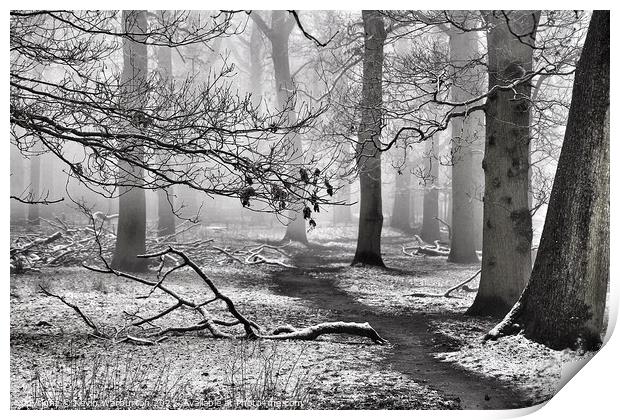 Frosty Trees Print by Kevin Warburton
