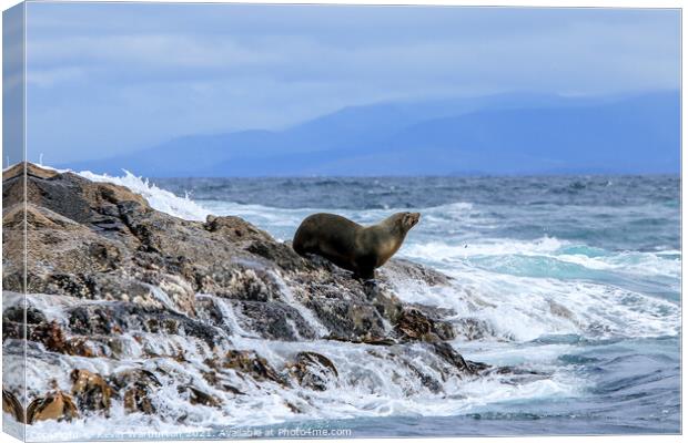Sea Lion resting on Watery Rocks  Canvas Print by Kevin Warburton