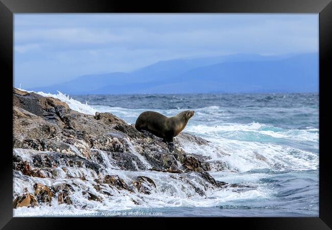 Sea Lion resting on Watery Rocks  Framed Print by Kevin Warburton