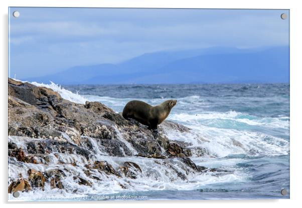Sea Lion resting on Watery Rocks  Acrylic by Kevin Warburton
