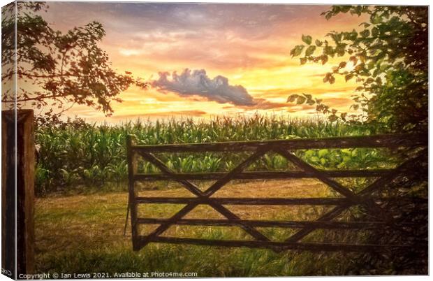 Maize Field At Sunset Canvas Print by Ian Lewis