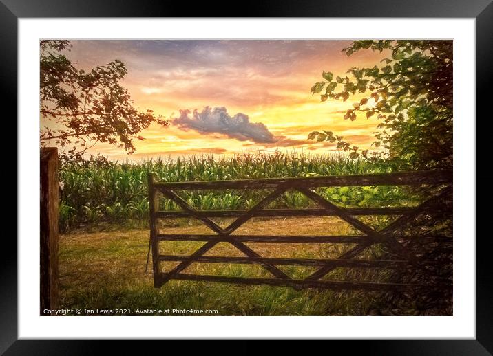 Maize Field At Sunset Framed Mounted Print by Ian Lewis