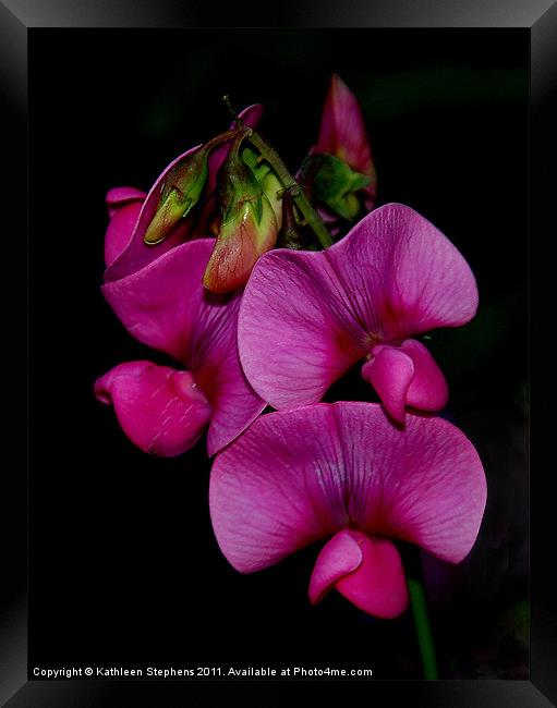 Sweet Pea Framed Print by Kathleen Stephens