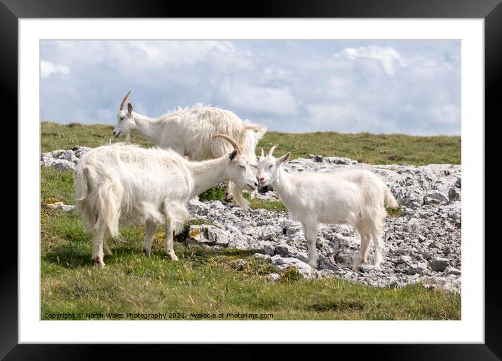 Great Ormes Head Kashmiri goats Framed Mounted Print by North Wales Photography