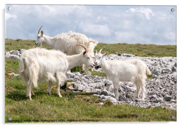 Great Ormes Head Kashmiri goats Acrylic by North Wales Photography