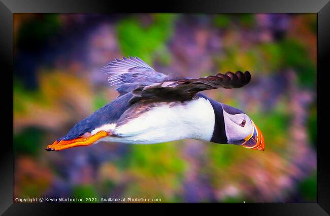 Flying Puffin Framed Print by Kevin Warburton