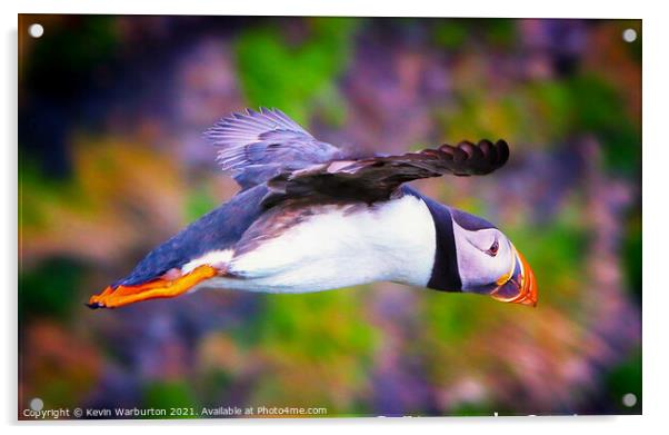 Flying Puffin Acrylic by Kevin Warburton