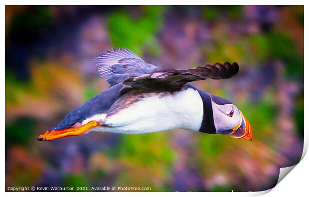 Flying Puffin Print by Kevin Warburton