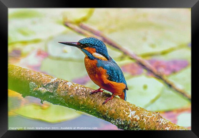 Kingfisher relaxing Framed Print by Kevin Warburton