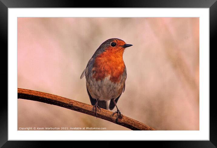 Robin sitting alone. Framed Mounted Print by Kevin Warburton