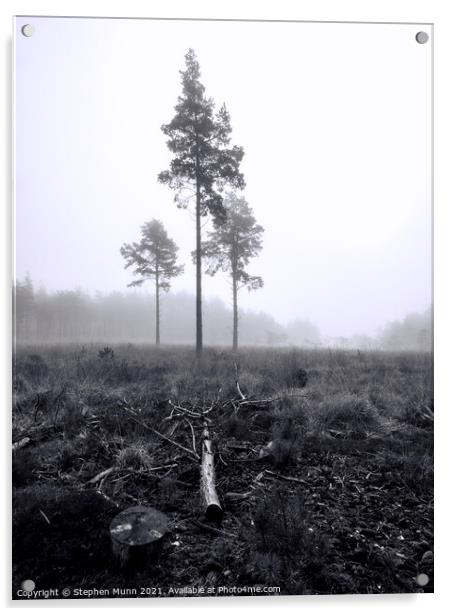 Foggy Forest Pine trees Acrylic by Stephen Munn