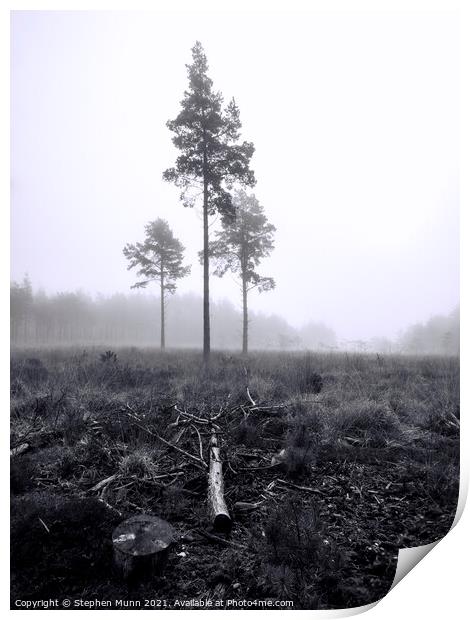 Foggy Forest Pine trees Print by Stephen Munn