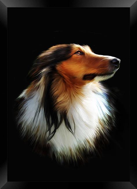 Sheltie (Berger des Shetland) Collie Framed Print by Julie Hoddinott