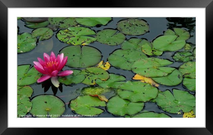 Water Lilly Framed Mounted Print by Meena Patel