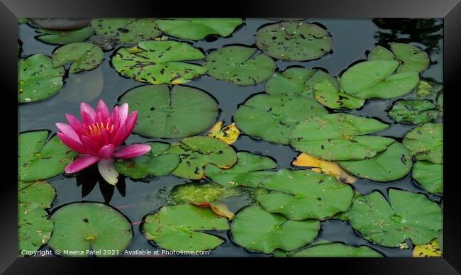 Water Lilly Framed Print by Meena Patel