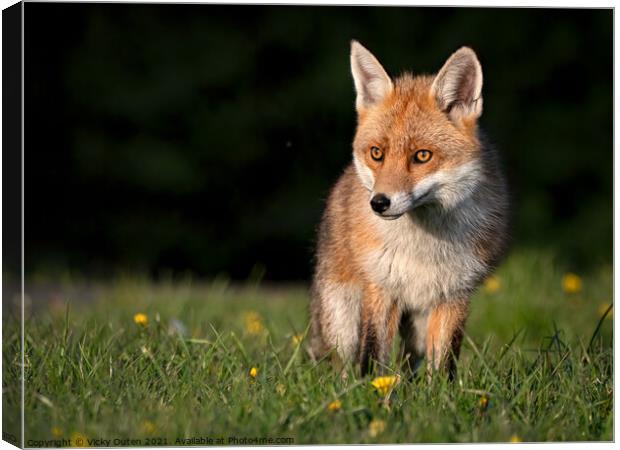 Red fox standing in the grass at sunset  Canvas Print by Vicky Outen