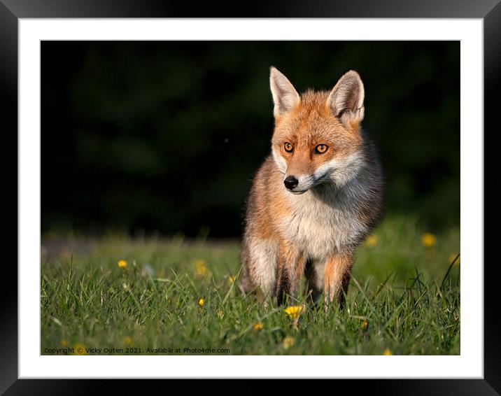 Red fox standing in the grass at sunset  Framed Mounted Print by Vicky Outen