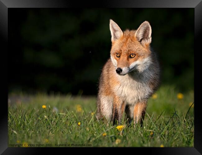 Red fox standing in the grass at sunset  Framed Print by Vicky Outen