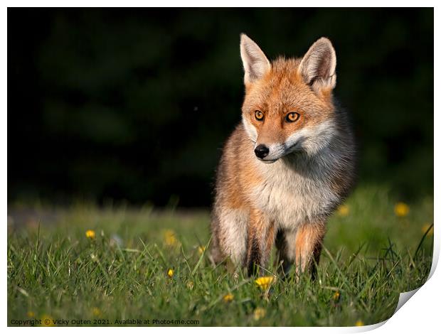 Red fox standing in the grass at sunset  Print by Vicky Outen