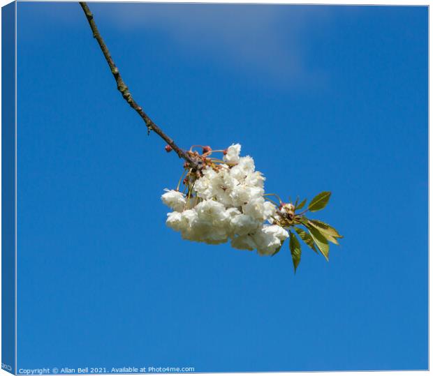 White Cherry Blossom Flowers Blue Sky Canvas Print by Allan Bell
