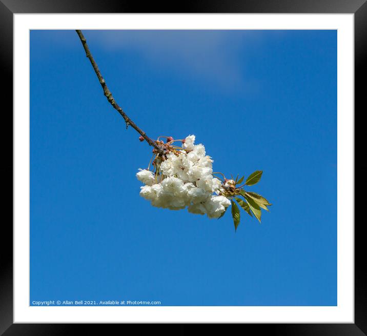 White Cherry Blossom Flowers Blue Sky Framed Mounted Print by Allan Bell