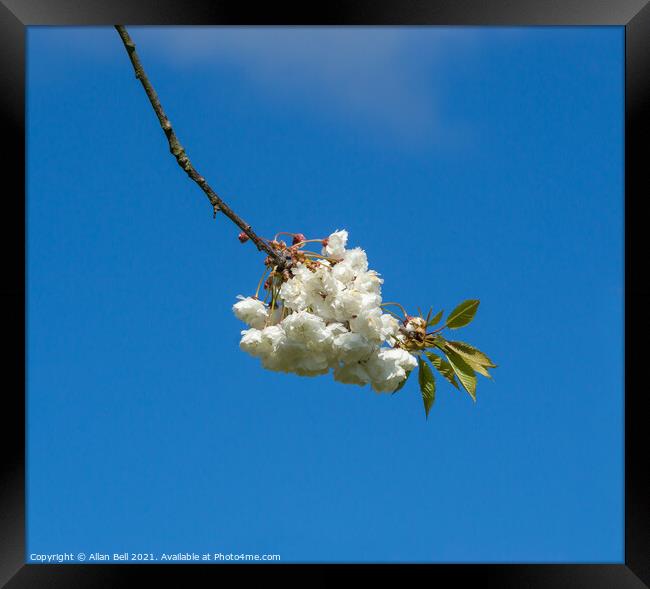 White Cherry Blossom Flowers Blue Sky Framed Print by Allan Bell