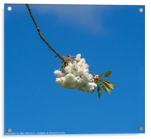 White Cherry Blossom Flowers Blue Sky Acrylic by Allan Bell