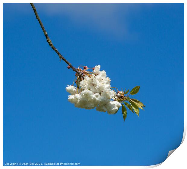 White Cherry Blossom Flowers Blue Sky Print by Allan Bell